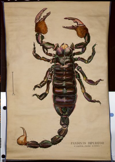 Poster eines Pandinus imperator von German School