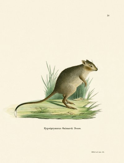 Potoroo (farbige Gravur) von German School