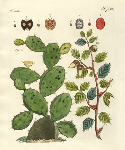 Kostbare Insekten von German School