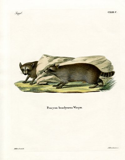 Waschbär von German School