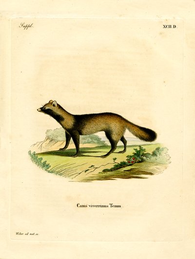 Marderhund von German School