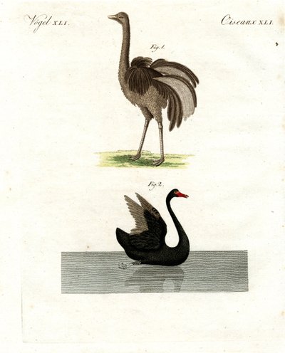 Seltene Vögel von German School