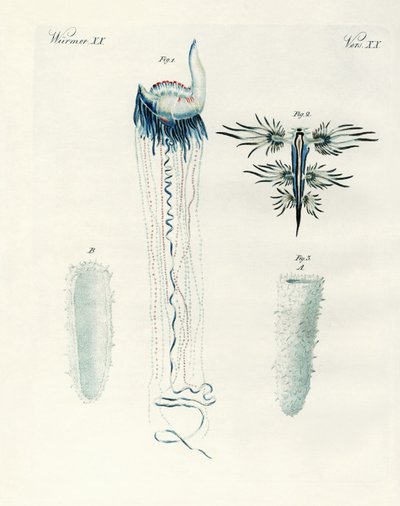 Seltene Arten von Weichtieren von German School