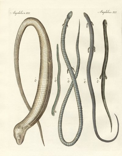 Seltene Reptilien von German School