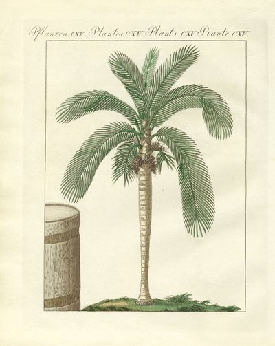 Seltene Bäume von German School