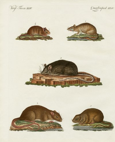 Ratten und Mäuse von German School