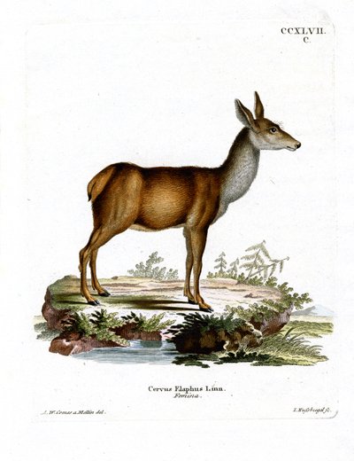 Rothirsch von German School