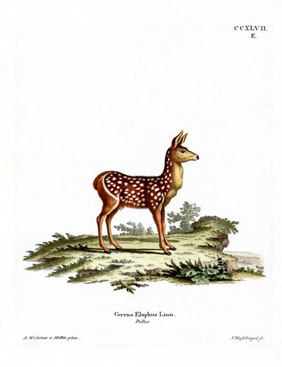 Rotwildkalb von German School