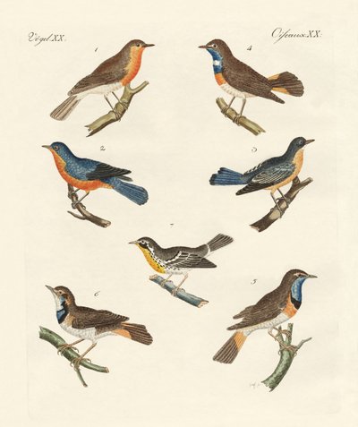 Rotkehlchen, Blaukehlchen und Gelbkehlchen von German School