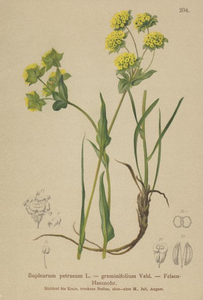Felsen-Goldhafer (Bupleurum petraeum, Bupleurum graminifolium) von German School