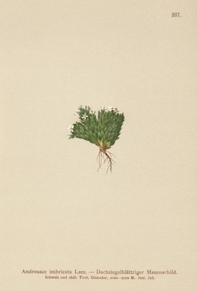 Felsen-Mannsschild (Androsace imbricata, Aretia imbricata) von German School