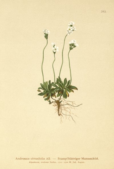 Felsen-Mannsschild (Androsace obtusifolia) von German School