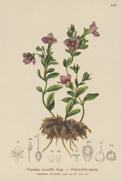 Felsen-Ehrenpreis (Veronica saxatilis) von German School