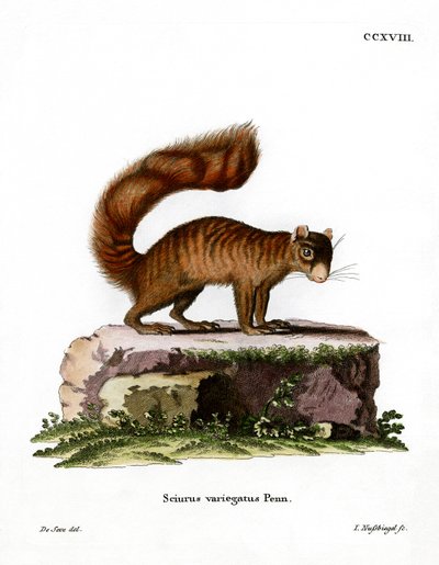 Felseichhörnchen von German School