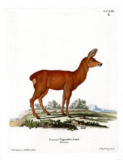 Reh von German School