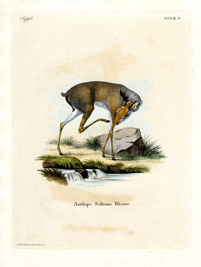 Salt-Dik-Dik von German School