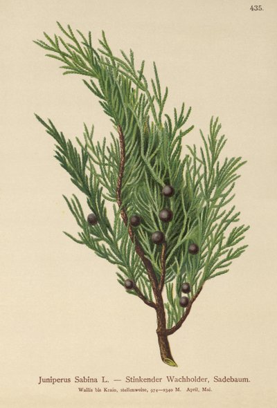 Sadebaum von German School