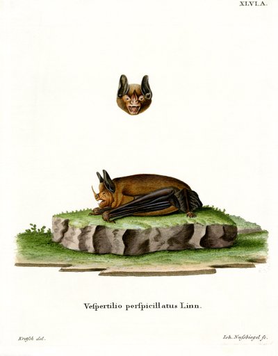 Sebas Kurzschwanzfledermaus von German School