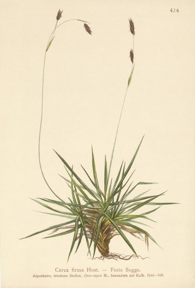 Segge (Carex firma) von German School