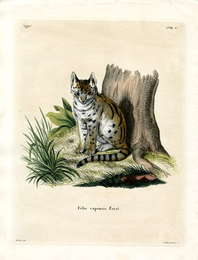 Serval von German School