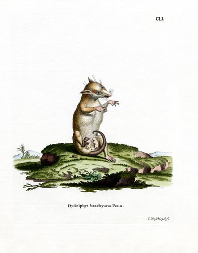 Kurzschwanz-Opossum von German School