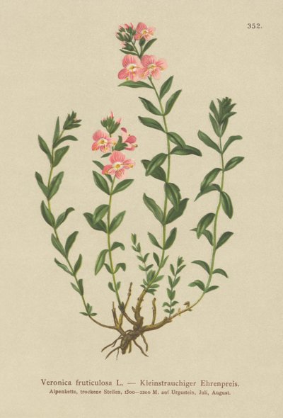 Strauchiger Ehrenpreis (Veronica fruticulosa, Veronica frutescens) von German School