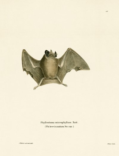 Seidige Kurzschwanzfledermaus von German School