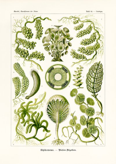 Siphoneae von German School