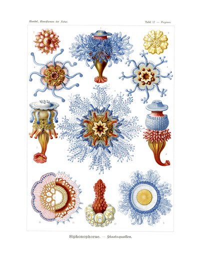 Siphonophorae von German School