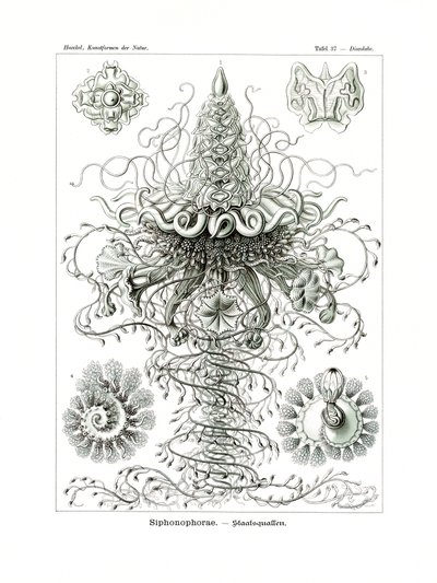 Siphonophorae von German School