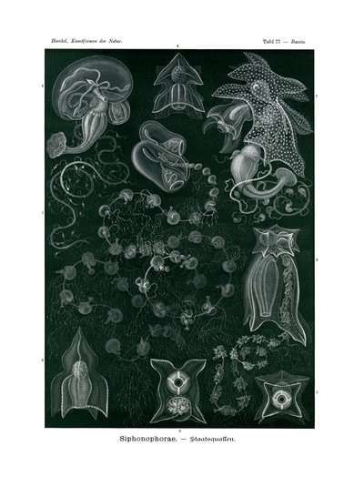 Siphonophorae von German School