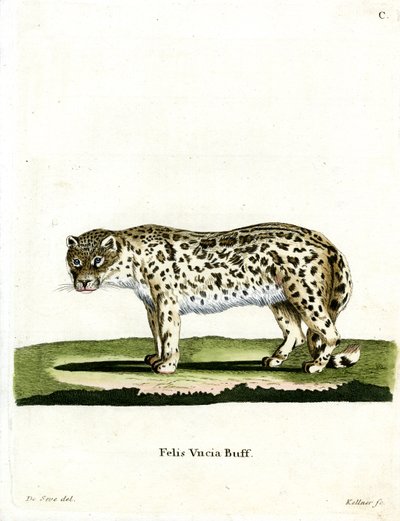 Schneeleopard von German School