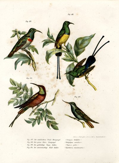 Südlicher Doppelkragen-Nektarvogel, 1864 von German School