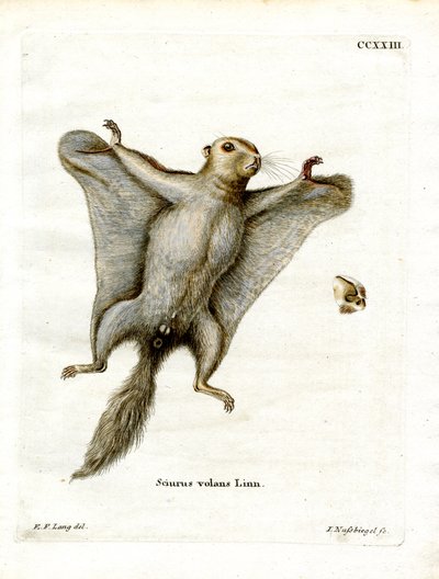 Südliches Flughörnchen von German School