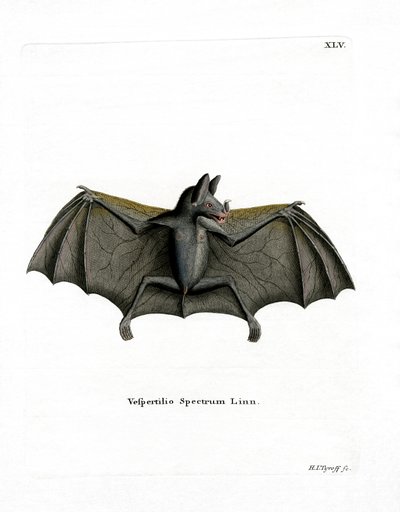 Spektralfledermaus von German School
