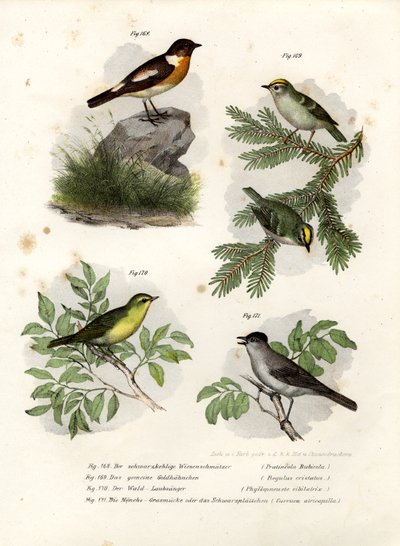Schwarzkehlchen, 1864 von German School