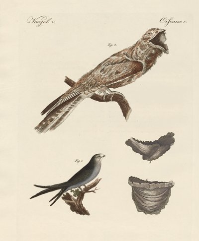 Seltsame Vögel von German School