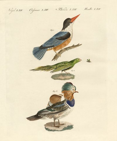 Seltsame Vögel von German School