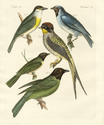 Seltsame Vögel von German School
