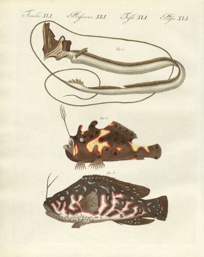 Seltsame Fische von German School