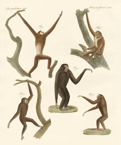 Seltsame Gibbons von German School