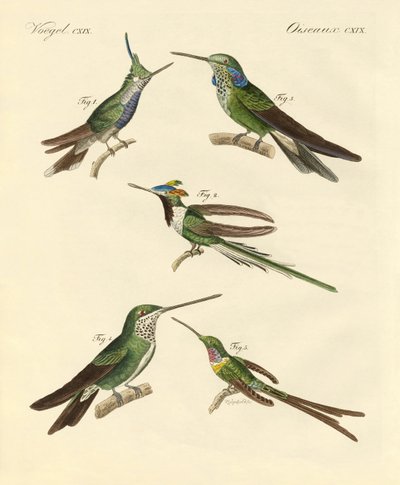 Seltsame Kolibris von German School