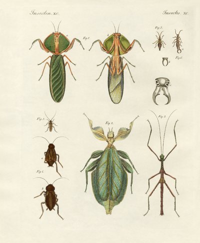 Seltsame Insekten von German School