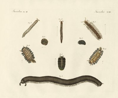 Seltsame Insekten von German School