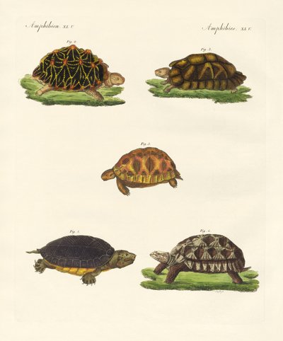 Seltsame Schildkröten von German School