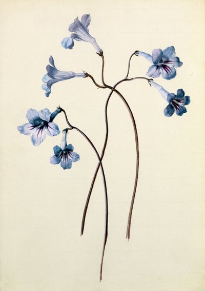 Streptocarpus, um 1790 von German School