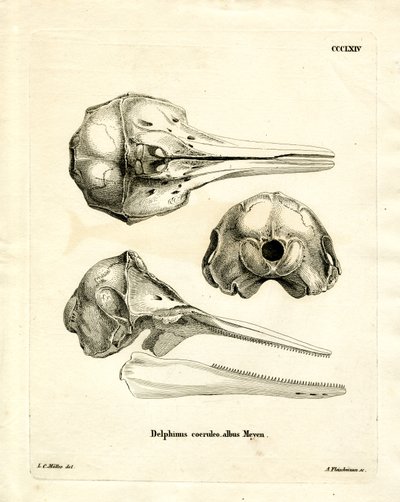 Schädel des Streifendelfins (farbige Gravur) von German School