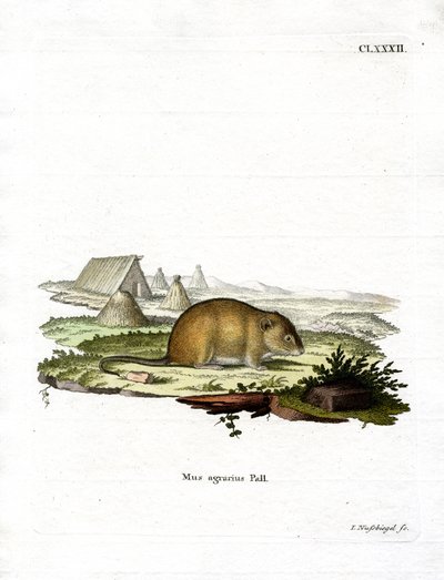 Gestreifte Feldmaus von German School