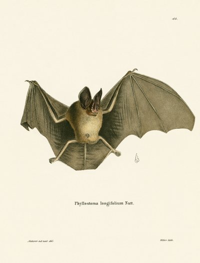 Gestreifte Haar-Nasen-Fledermaus von German School