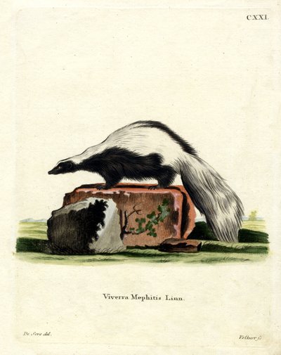 Streifenskunk von German School
